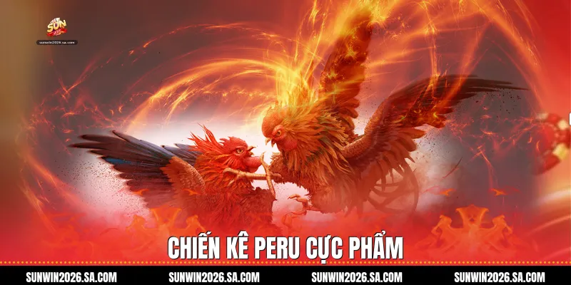 Chiến kê Peru cực phẩm
